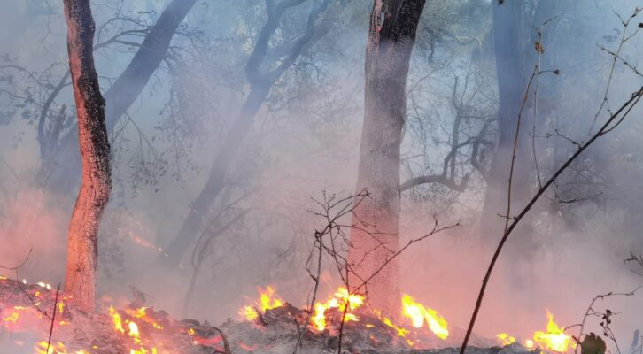 Atiende Coesfo incendio forestal en Santiago Xiacuí (15:30 h)